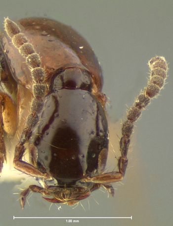 Media type: image;   Entomology 7309 Aspect: head dorsal view